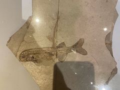 -天津自然博物馆