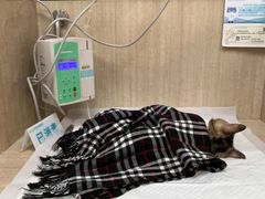 -北京观赏动物医院·24小时大型综合·猫专科·异宠专科