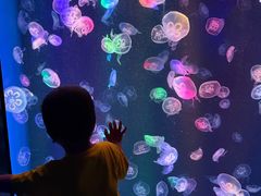 -海合安成都极地海洋公园
