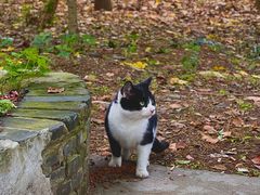 -上海佘山国家森林公园天马山园