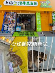 -神奇动物撸宠馆·羊驼·小浣熊·异宠(豫园店)