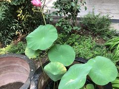 -上海市平和双语学校