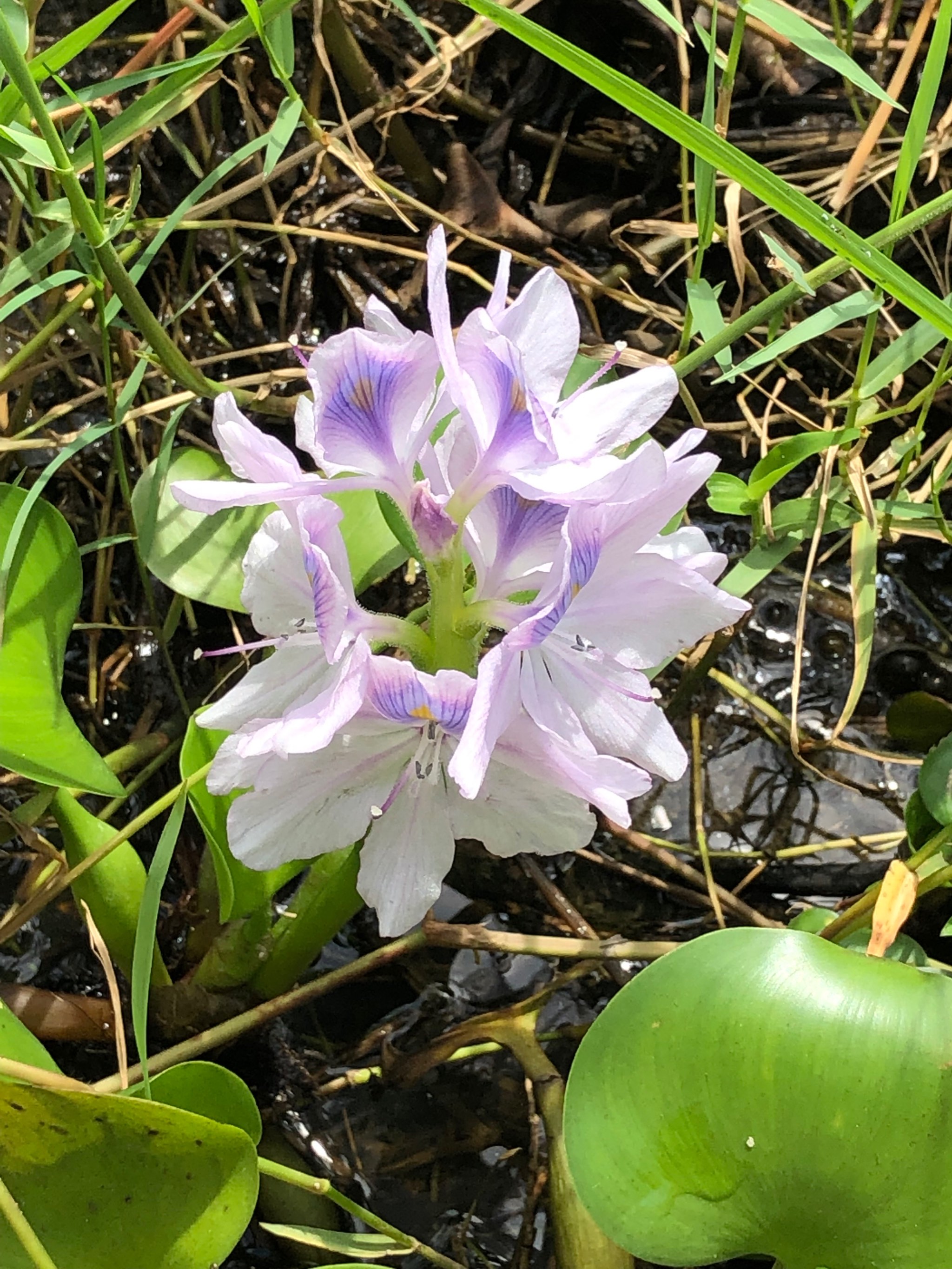 水葫芦开花 寓意图片