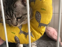 -喜多萌中农锦绣动物医院24H·猫科·牙科MRI·CT