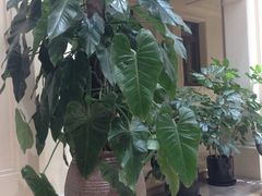 iphone_upload_pic-利顺德大饭店·维多利亚花园(小白楼店)