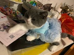 -70cat德文卷毛猫·缅因猫纯种猫舍