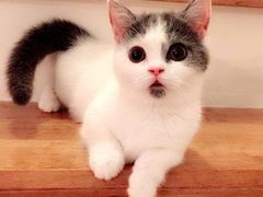 -CAT’S MEWSTAR CAFE·喵星球猫屋(晴湾咖啡店)