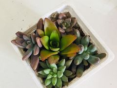 -南汇花鸟市场(上海浦东新花卉店)