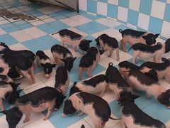 -百万葵园