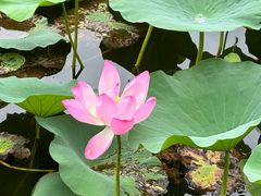 -上海鲜花港