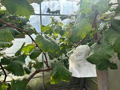 -马陆小张葡萄园农家乐