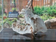 -中国第四纪冰川遗迹陈列馆