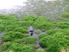 -后柳水乡