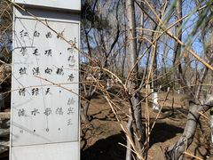 -大兴滨河森林公园