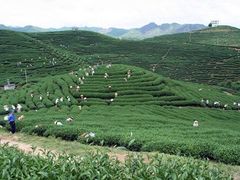 -天台国家森林公园水上茶乡九鹏溪