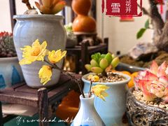 -曲阳花鸟市场(曲阳路店)