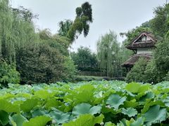 -桂湖森林公园