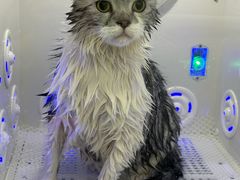 -爱洗澡的猫(望京店)