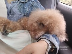 -北京观赏动物医院·24小时大型综合·猫专科·异宠专科