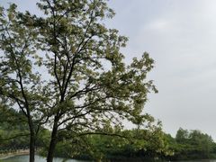 -丁香湖公园