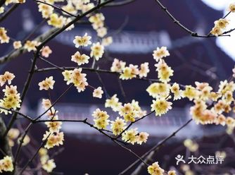 宁波赏梅圣地之阿育王寺 位于鄞州五乡的阿育王寺距今有