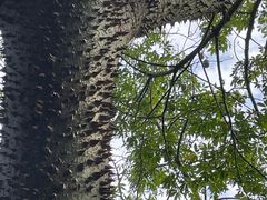 -华侨城湿地公园