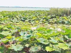 -七的湖·晚芳亭·阳澄湖农家菜·大闸蟹(莲花岛店)