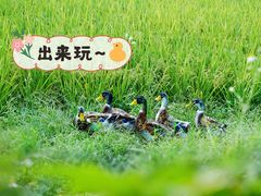 -艾米稻香小镇