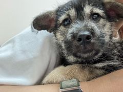 -瑞派康怡24h宠物医院·犬猫医疗中心·微创绝育(瑞景分院)