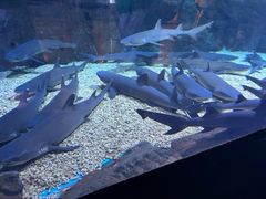 -烟台海昌鲸鲨海洋公园