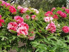 -莲花池公园