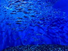 -成都浩海立方海洋公园