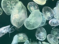 -大连老虎滩海洋公园