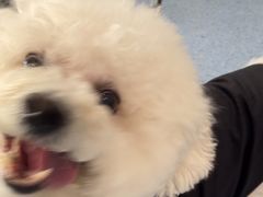 -顺强宠物诊所·狂犬免疫·夜诊·骨科(嘉定店)