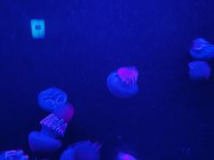 -瑞普利水族馆