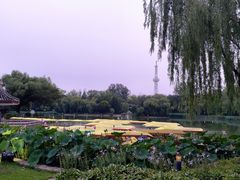 -仁和公园(顺义区)