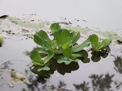 -桤木河湿地公园