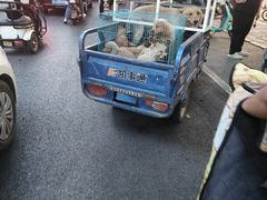 -石家庄市动物园