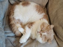 -滚猫咖啡·猫咖·猫友好撸猫(未来城店)