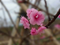android_upload_pic-天适樱花悠乐园