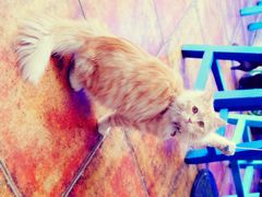 公主殿下-Sirena海妖日咖夜酒