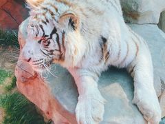 -北京野生动物园