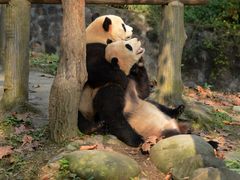 -都江堰中华大熊猫苑