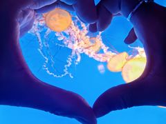 -太平洋海底世界