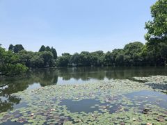 -西湖外事游船(花港观鱼码头)