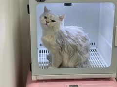 -山宅一喵德文卷毛猫舍
