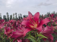 -荷兰花海