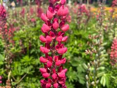 -紫颐香薰山谷景区