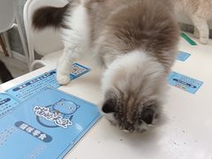 -喵的天空名猫咖啡馆·撸猫·猫舍·用品