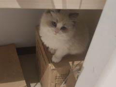 -汉堡王(上海虹口龙之梦)